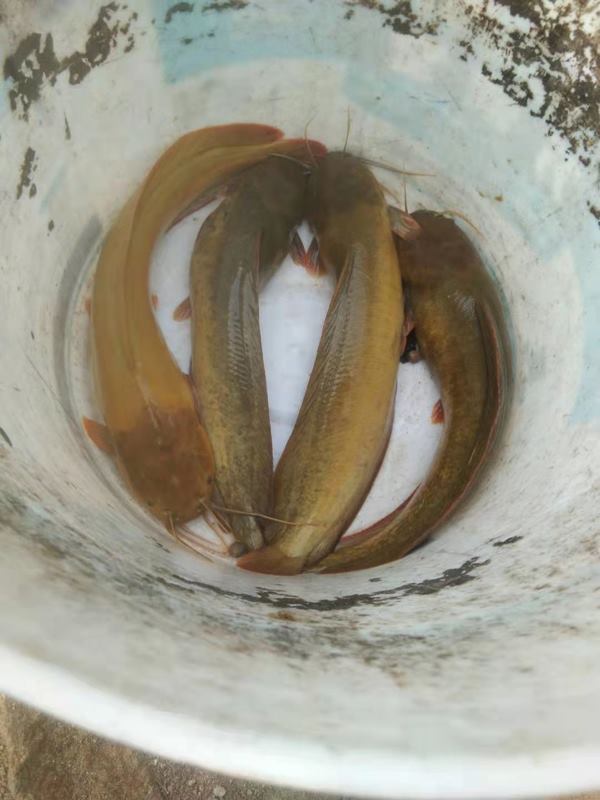 批发出售塘角鱼塘虱鱼，规格6量至1斤/尾，约4万斤