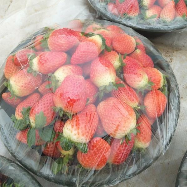 草莓――奶油草莓（章姬）、天仙醉