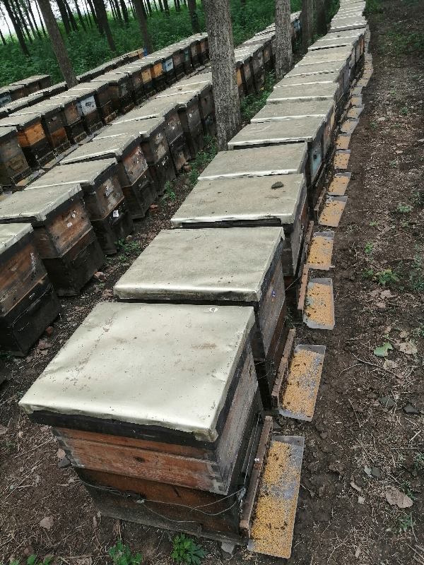 河南邓州售卖蜜蜂两百箱