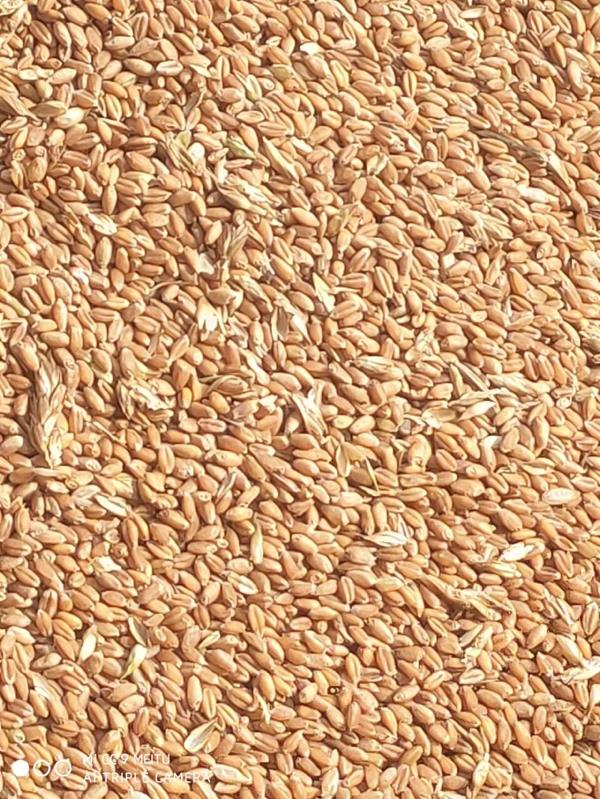 10W斤小麦出售 2022年刚脱粒小麦