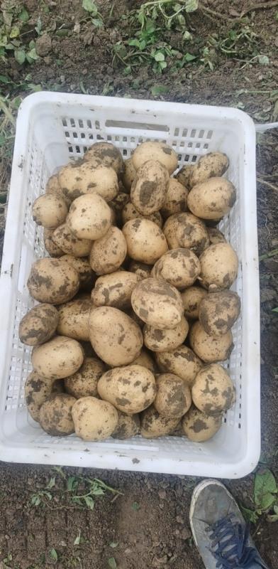 供应土豆,产地辽宁锦州，c46土豆，产量多，急售