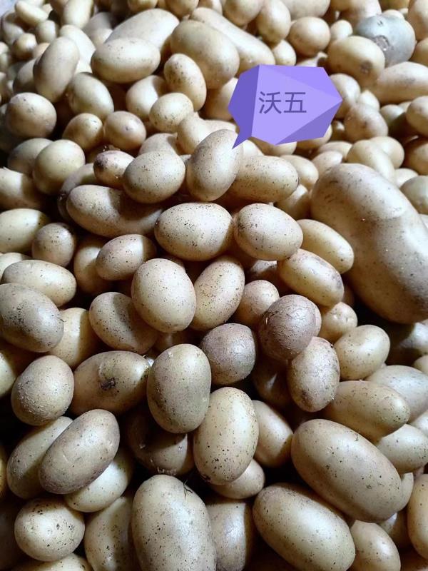 张北土豆，微型薯，圆圆种，沃土，v7