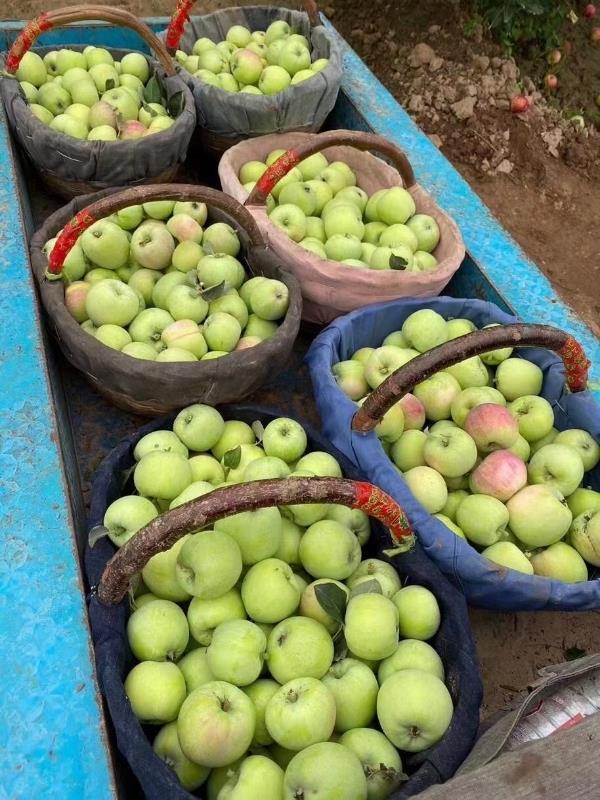 山东苹果产地供应，随季节供应苹果全国各地物流发货