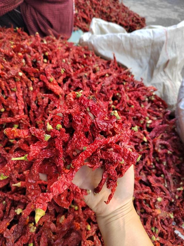 新疆线椒一手货源，湖南茶陵发货人工剪把价格便宜。