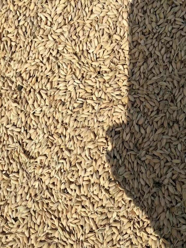 辽宁鞍山海城出售50万斤长粒东北大米水稻，