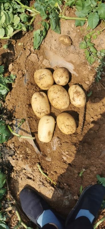辽宁黄皮黄心土豆大量有货，产地直销，价格美丽！