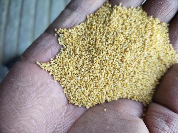 长年出售小米碎米，陈小米，各种小米色选下料