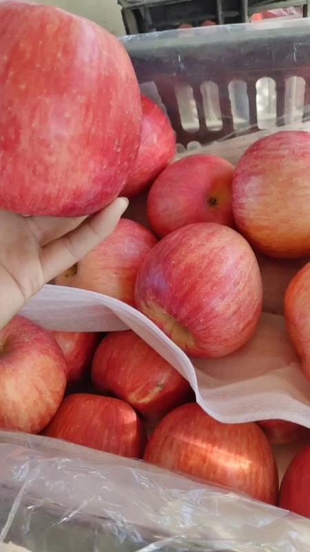 红富士苹果大量现货，一收货园果园看货