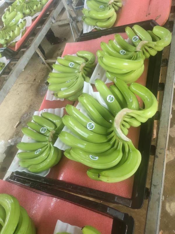 本地香蕉陆续上市，货源充足，品质优