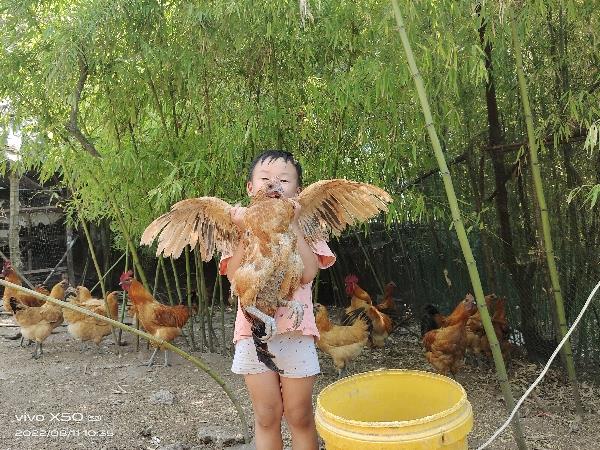 粮食饲养农家土鸡