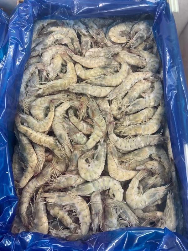 海水虾，鲜活，冰鲜，均有货