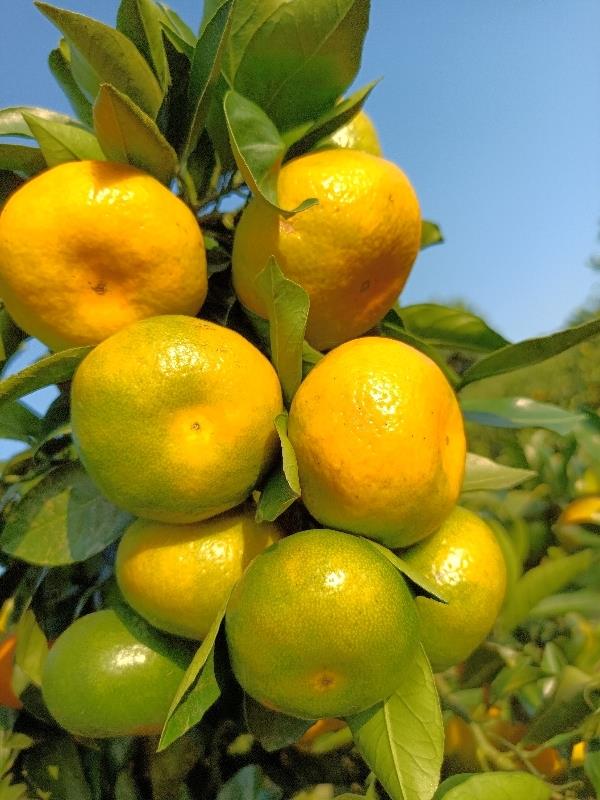 湖北宜昌蜜橘产地供应，支持批发，团购和一件代发