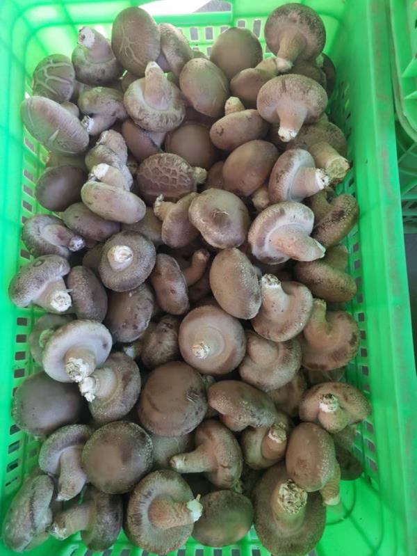 河北鲜香菇（常年批发），保质保量，随时可联系。