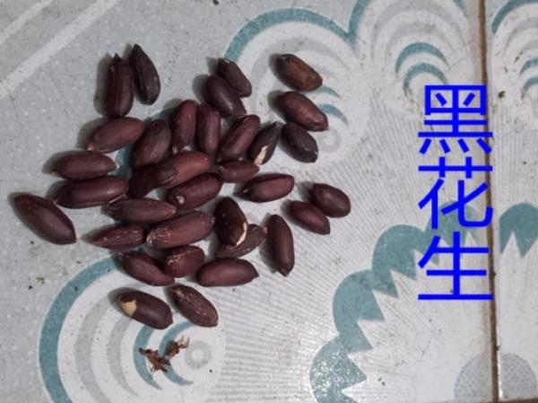 湖南省邵阳市新邵县出产黑花生，老典特产超市有售。