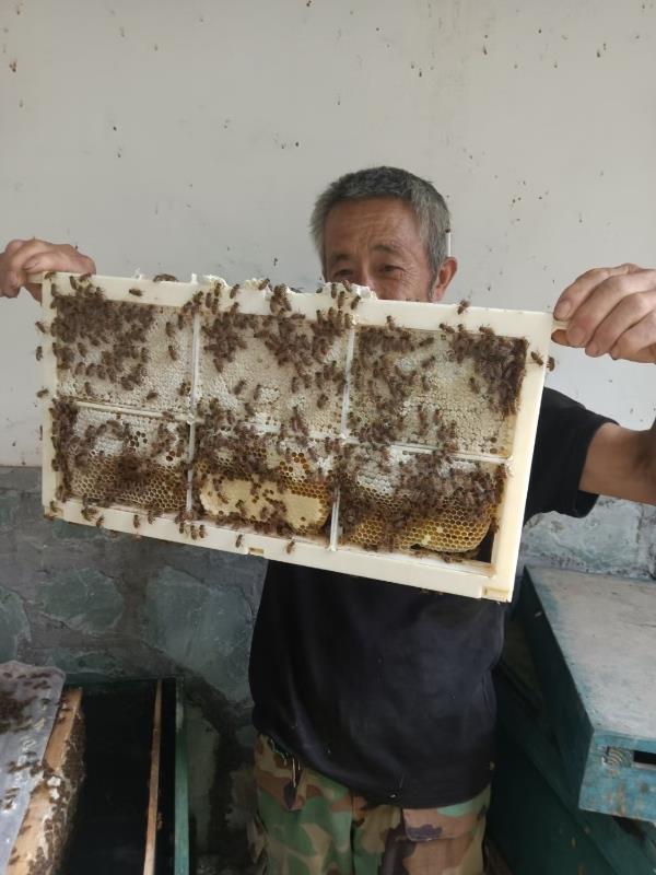 出售羌山原生态中蜂蜂蜜。正宗原生态，无污染！