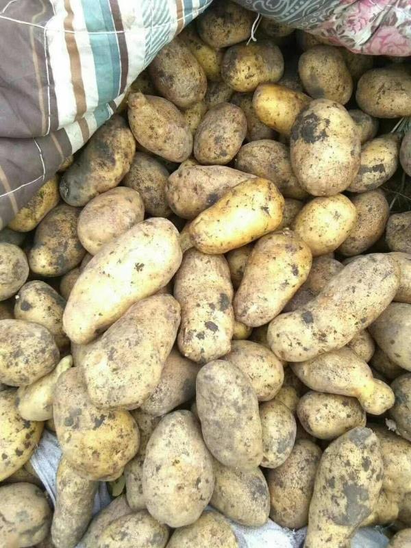 出售黑龙江土豆种子，荷兰十五806，尤金885