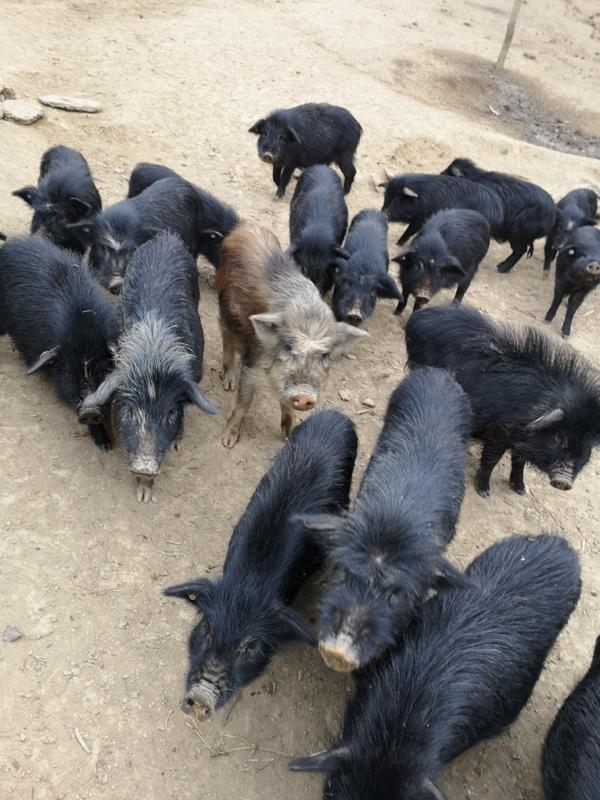 四川放养藏香猪养殖，仔猪，后备母猪。