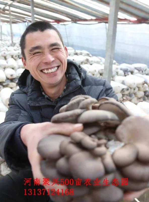 通许县有大量平菇现货，黑平菇现采现卖。