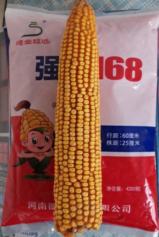 强硕168玉米种子三棒一米长多种多打粮
