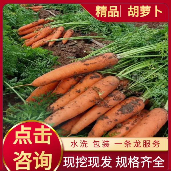 河南开封胡萝卜批发产地在哪儿，今日市场批发多钱一斤