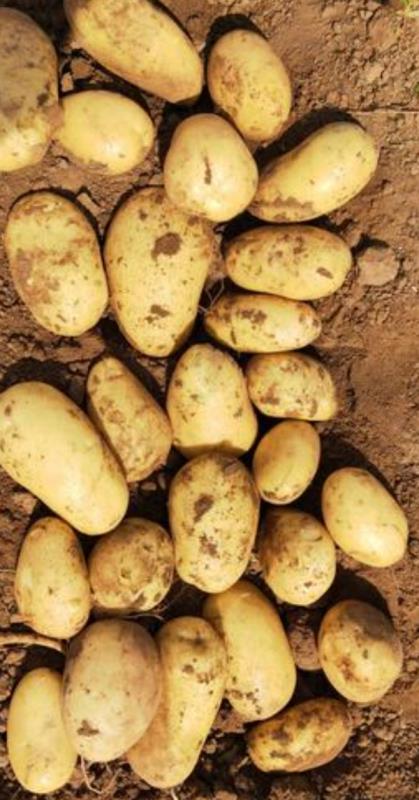 内蒙古土豆大量现货，祝女士18347684660