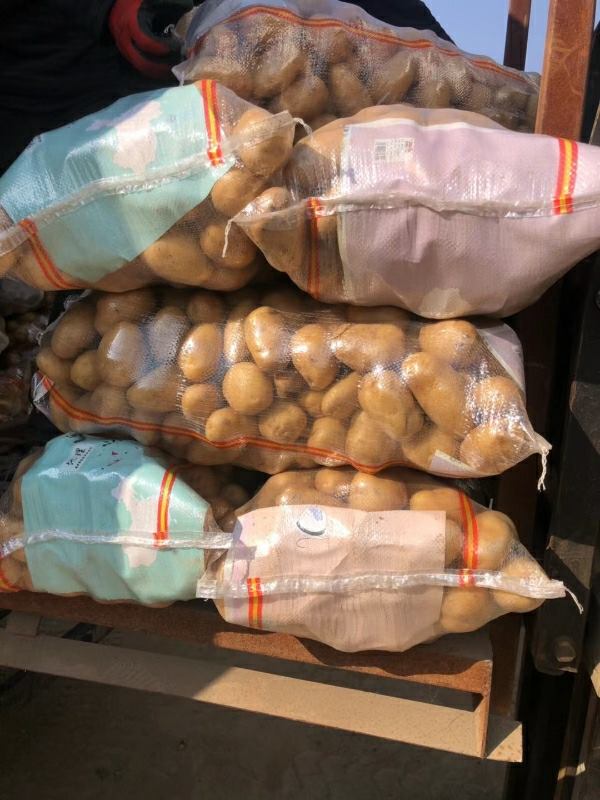 荷兰十五土豆大量供应山东高密优质荷兰十五土豆