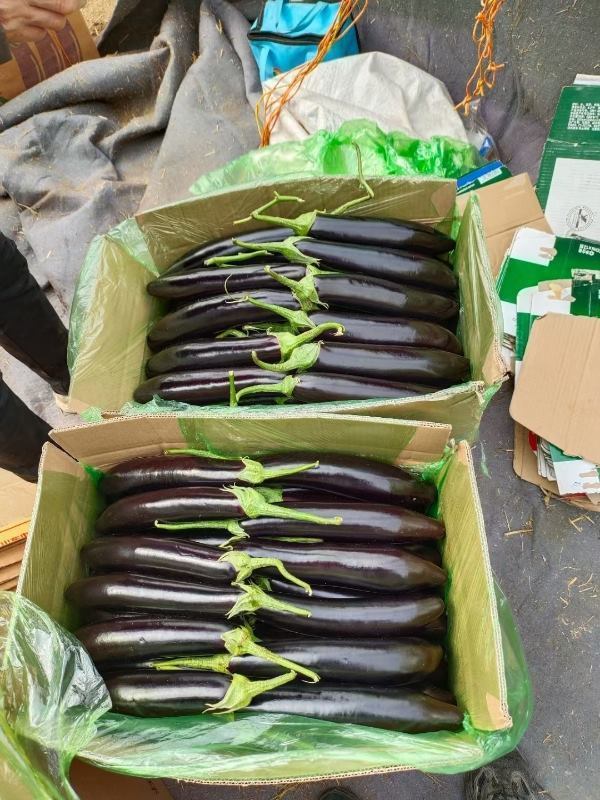 东北，辽宁精品紫茄子茄王，产地一手货源