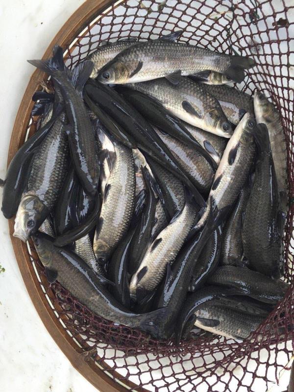 江苏常州青鱼大片 鱼苗鱼种 黑鲩鱼 1斤50条左右