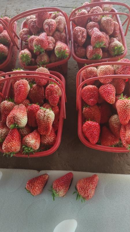 草莓供应
