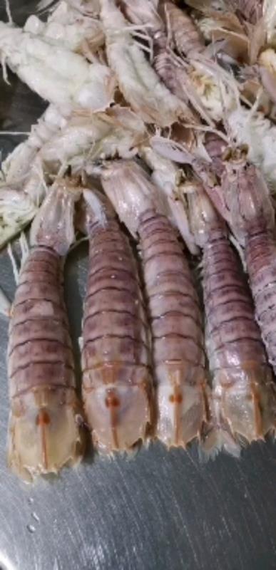 皮皮虾总批发，北海熟冻皮皮虾全规格有货