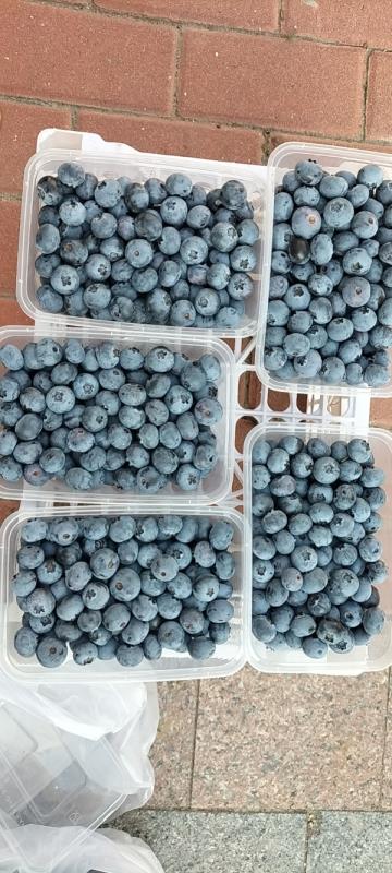 大连特产陆地蓝莓