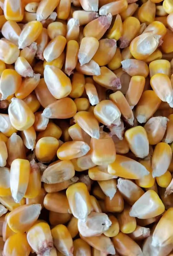 国内干玉米，现货供应