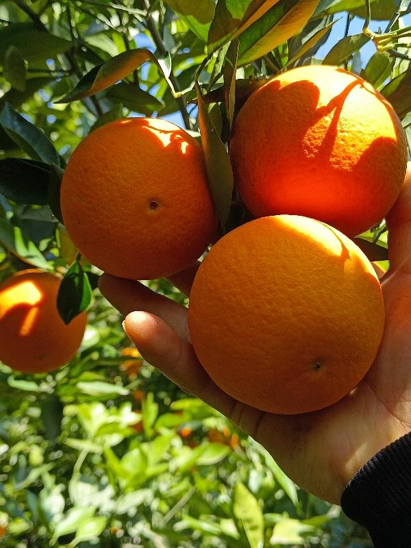 大量供应橙子 蜜桔 柚子 高山蔬菜