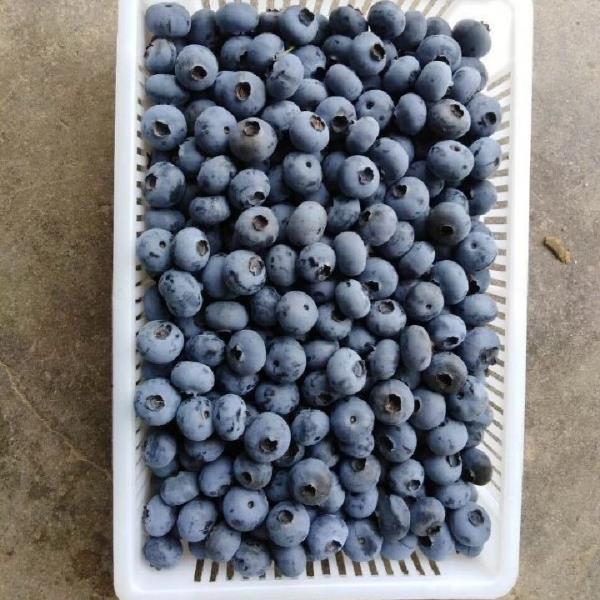 蓝莓原产地批发供应