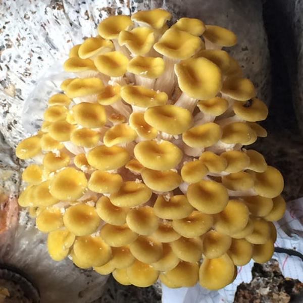 灵寿新小蘑菇大量出售有意者电联协商价格