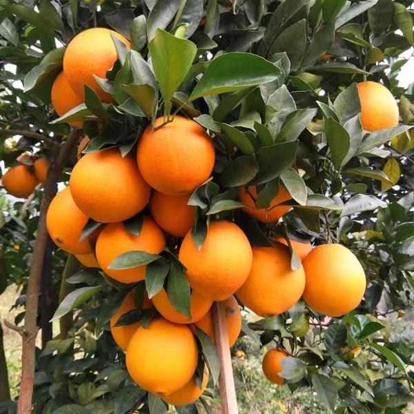 湖南江永夏橙产区直供，量大年产几千万斤欢迎前来订购