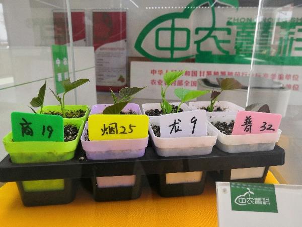 徐州中农薯科，脱毒甘薯试管原原种级制种用苗。