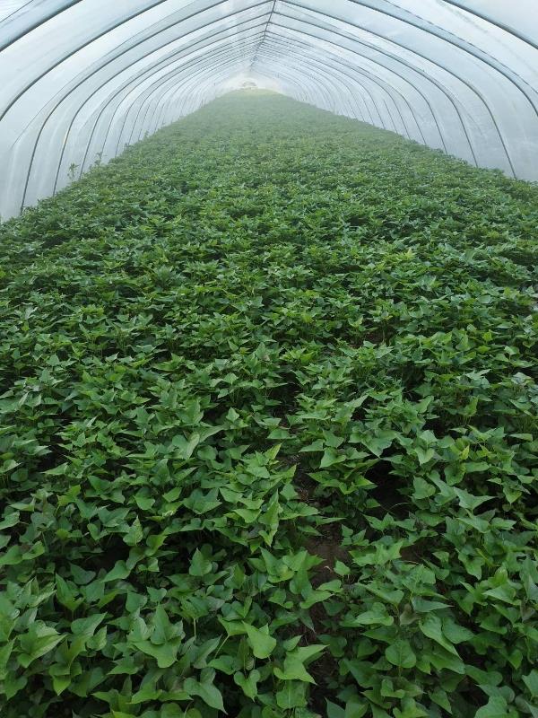 河南农科院-中华淀粉王脱毒红薯苗，淀粉含量高。