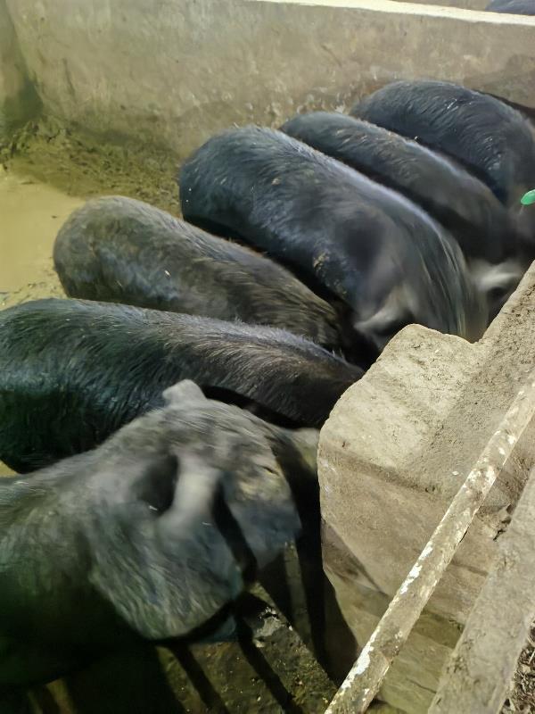 河北晋州市梨树果园散养黑猪50只出售