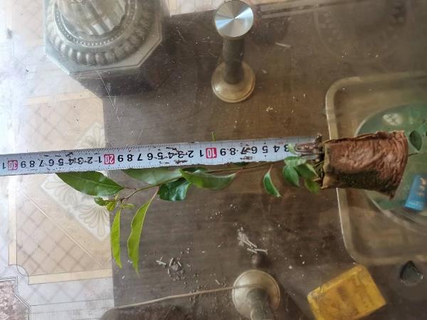 10公分左右的小叶香樟树苗