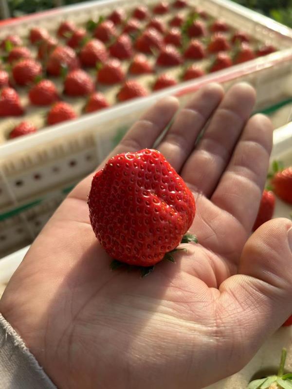 东港九九草莓